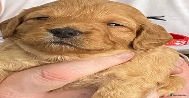 Cockapoo dogs - Advert 3