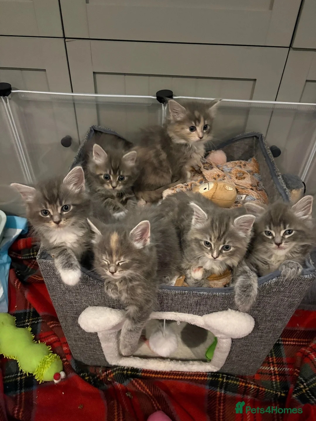 Maine Coon cats for sale: 6 Beautiful Maine Coon crossed Ragdoll kittens - Advert 2