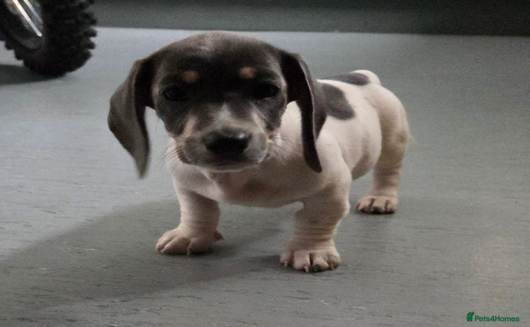 Miniature Dachshund dogs - Advert 5