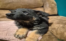 German Shepherd dogs for sale: Ready Now-KC, health Tested German Shepherd Pups - Image 6