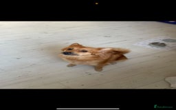Mixed Breed dogs for sale: Chihuahua x Italian Volpino - Image 15