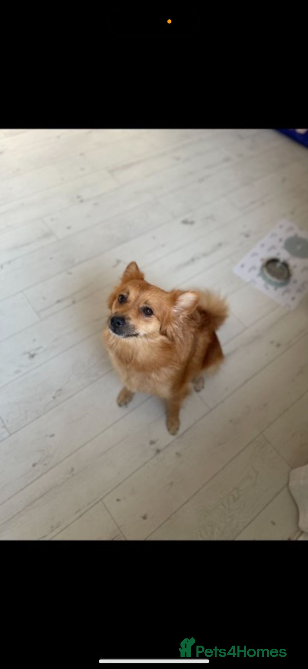 Mixed Breed dogs for sale: Chihuahua x Italian Volpino - Image 15