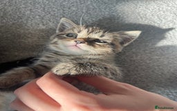 British Shorthair cats for sale: 🐾✨British Shorthair × Silver Tabby Kittens✨🐾 - Image 3