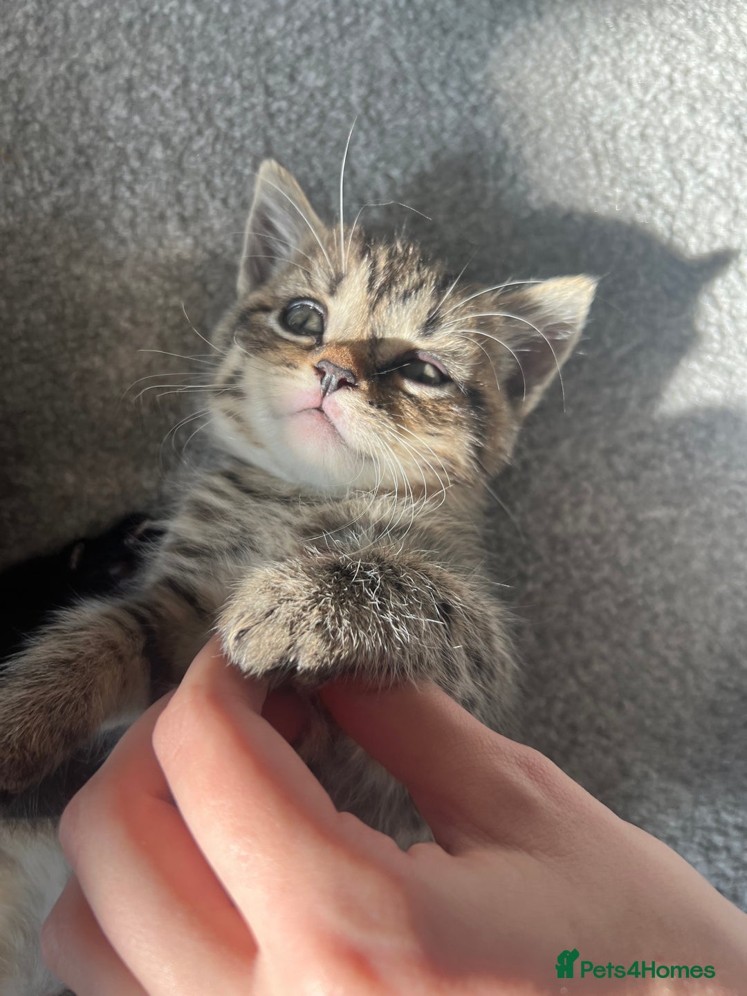 British Shorthair cats for sale: 🐾✨British Shorthair × Silver Tabby Kittens✨🐾 - Image 3