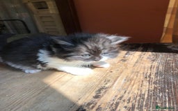 Mixed Breed cats for sale: Persian cross - Image 2