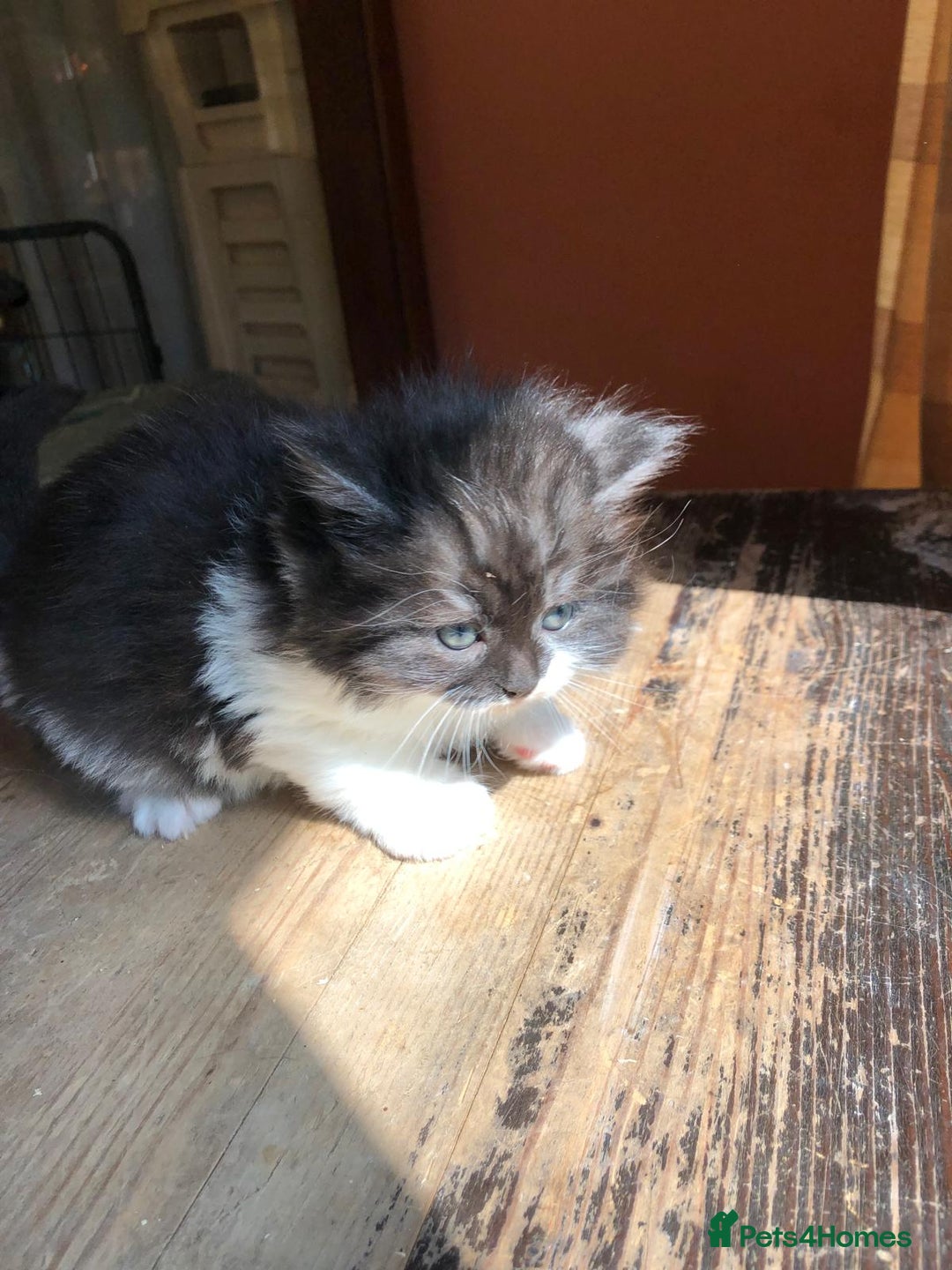 Mixed Breed cats for sale: Persian cross - Image 2