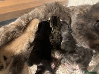 British Longhair cats 3 beautiful kittens left - Advert 1