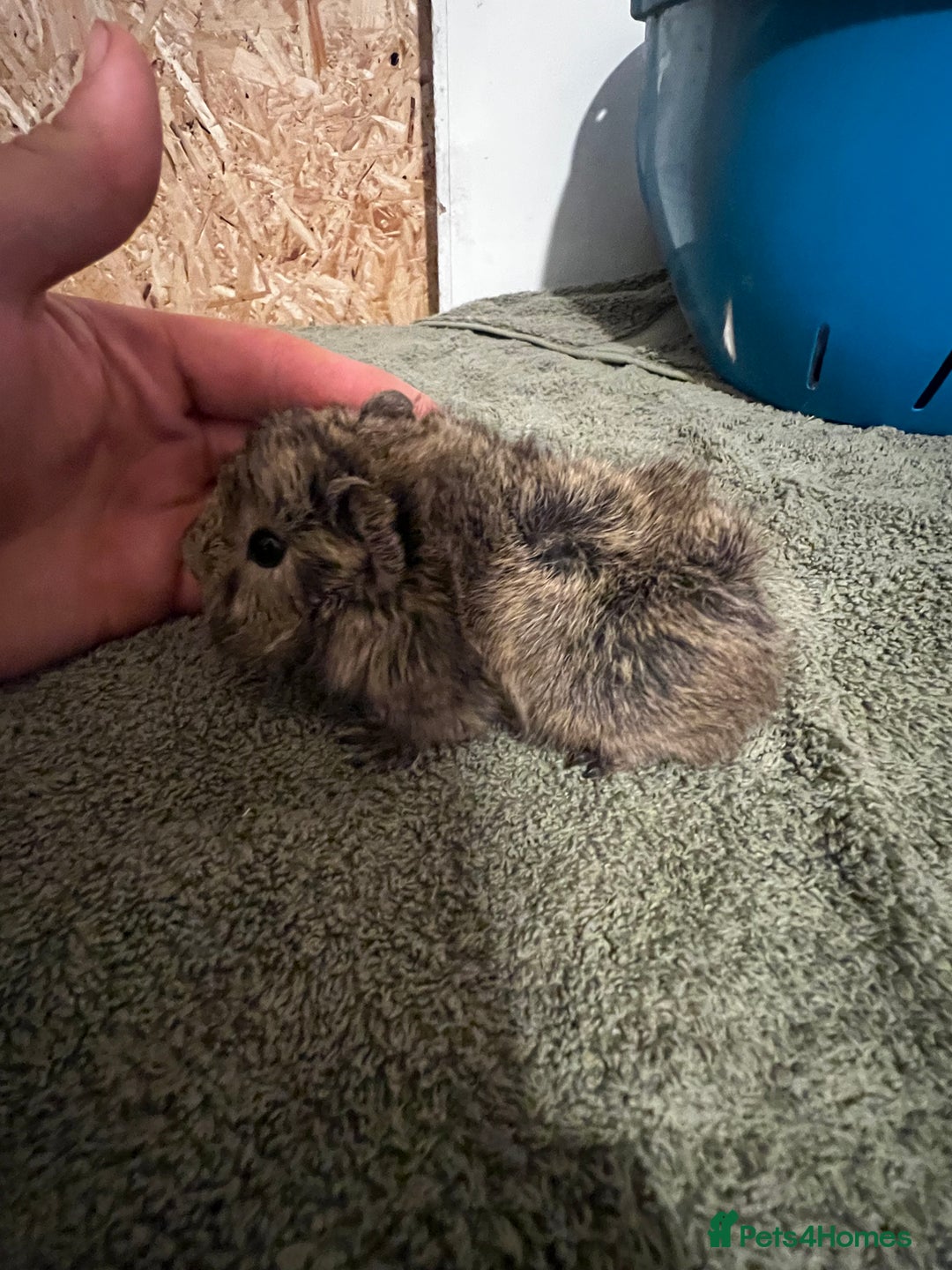 Guinea Pig rodents for sale: baby guinea pig - Advert 11