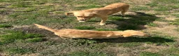 Golden Retriever dogs for sale: Stunning female golden retriever  - Advert 4