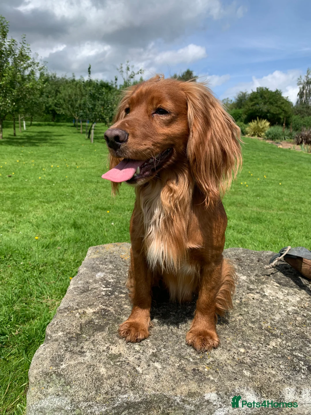 Cocker Spaniel dogs for stud: Working cocker spaniel for stud  in Rowlands Gill - Advert 5