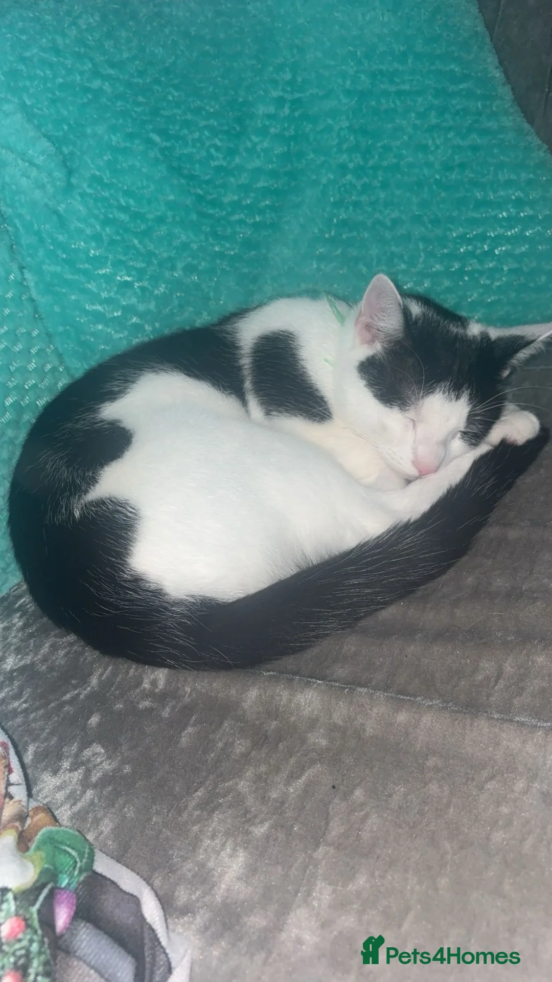 Mixed Breed cats for sale: Leo 11month cat in Glasgow - Advert 1