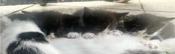 Mixed Breed cats for sale: Ivy's 12 little kittens are ready for a new home! - Advert 10