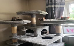 Bengal cats for sale: 2 gorgeous Bengal girls  - Image 6