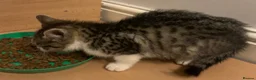 Mixed Breed cats for sale: 4 kittens ready for new homes - Advert 12