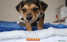 Mixed Breed dogs for sale: Parson Russell Cross Puppies  - Image 32