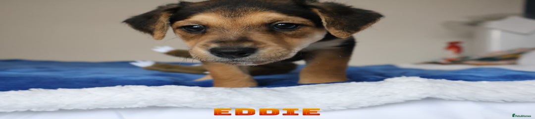 Eddie