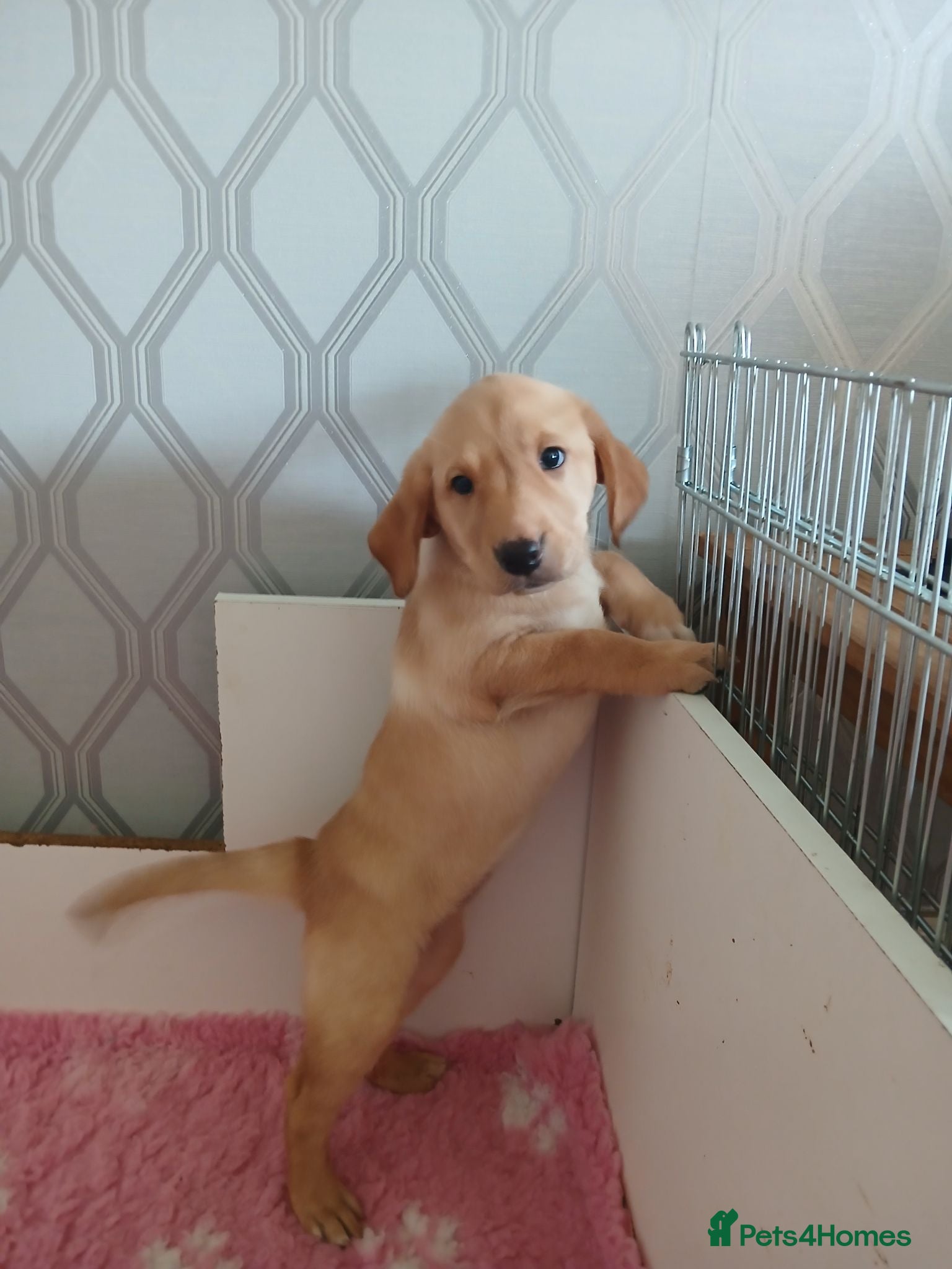 Labrador Retriever dogs  labradors puppies  - Advert 1