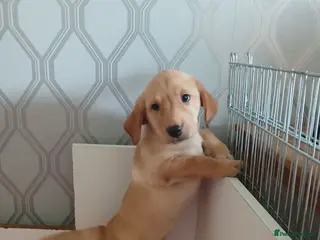 Labrador Retriever dogs labradors puppies - Advert 1