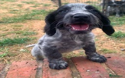 Cocker Spaniel dogs for sale: Work cocker spaniel pups for sale  - Image 5
