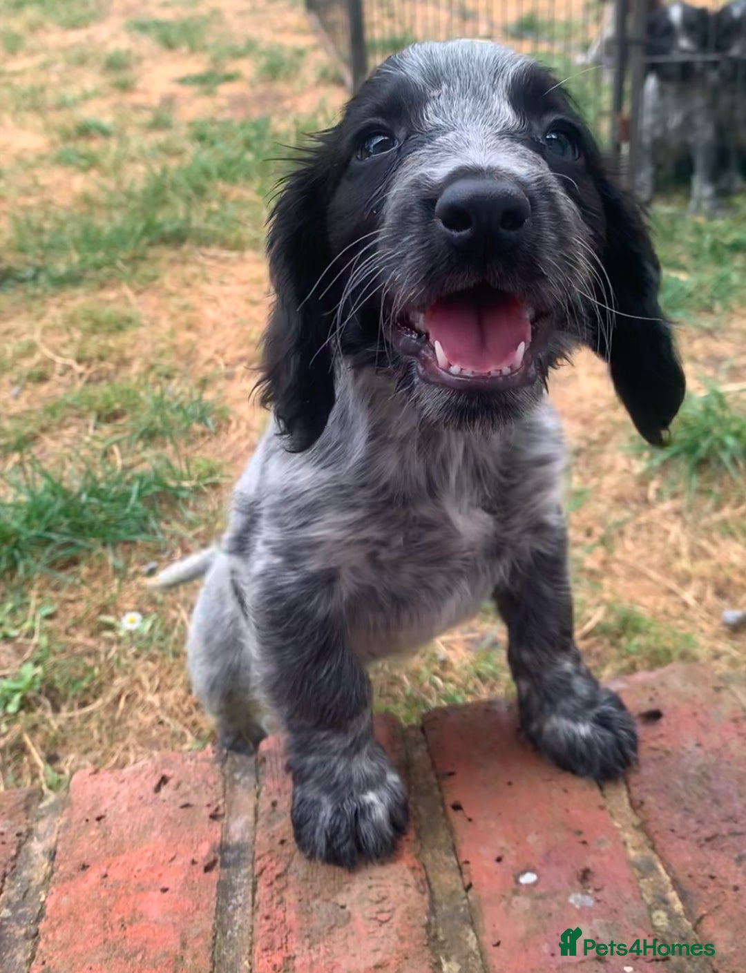 Cocker Spaniel dogs for sale: Work cocker spaniel pups for sale  - Image 5