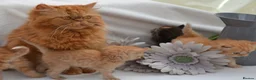 Persian cats for sale: Adorable Purebred Persian Kittens!!! - Advert 5