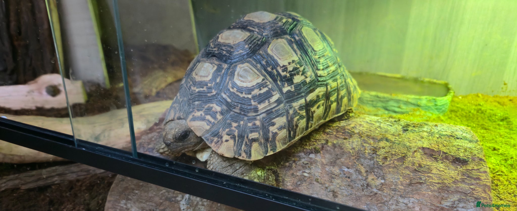 Tortoise reptiles Leapord Tortoise - Advert 1