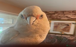 Cockatoo birds for sale: Cockatoo - Image 2