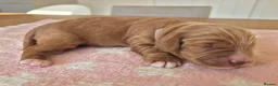 Cockapoo dogs for sale: Beautiful F1 cockapoos - 4 reserved! - Advert 32