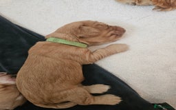 Cocker Spaniel dogs for sale: KC Reg Cocker Spaniel Puppies - Image 4
