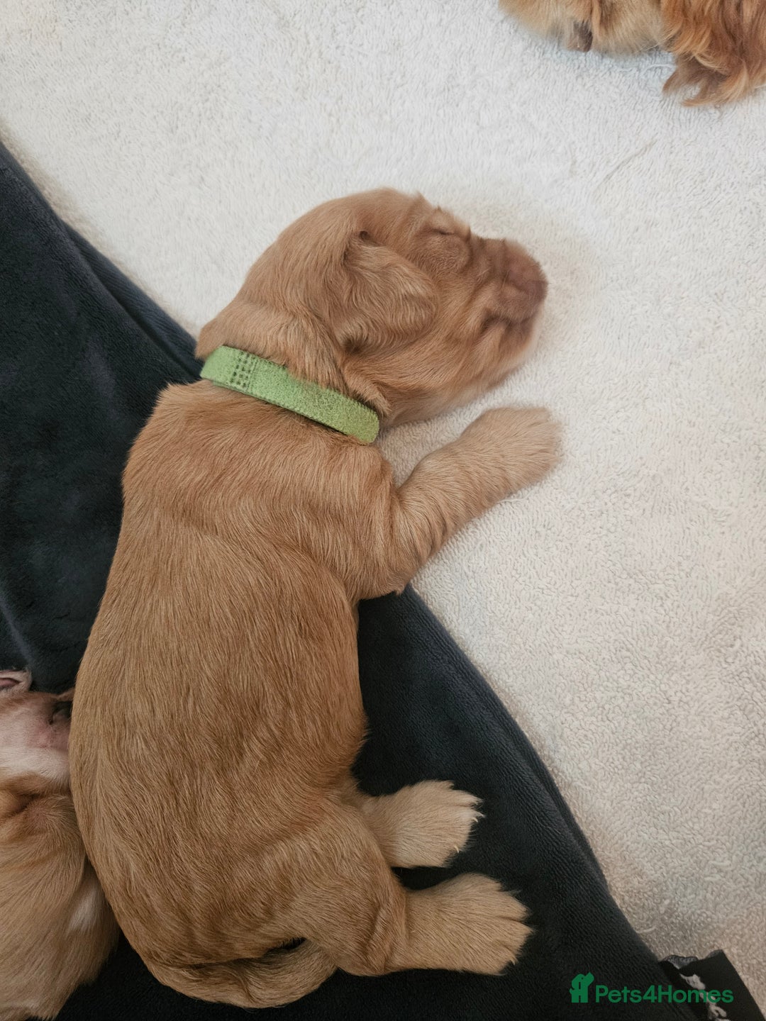 Cocker Spaniel dogs for sale: KC Reg Cocker Spaniel Puppies - Image 4