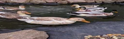 Ducks poultry for sale: Miniature Silver Appleyard Ducklings unsexed in Chichester - Advert 3