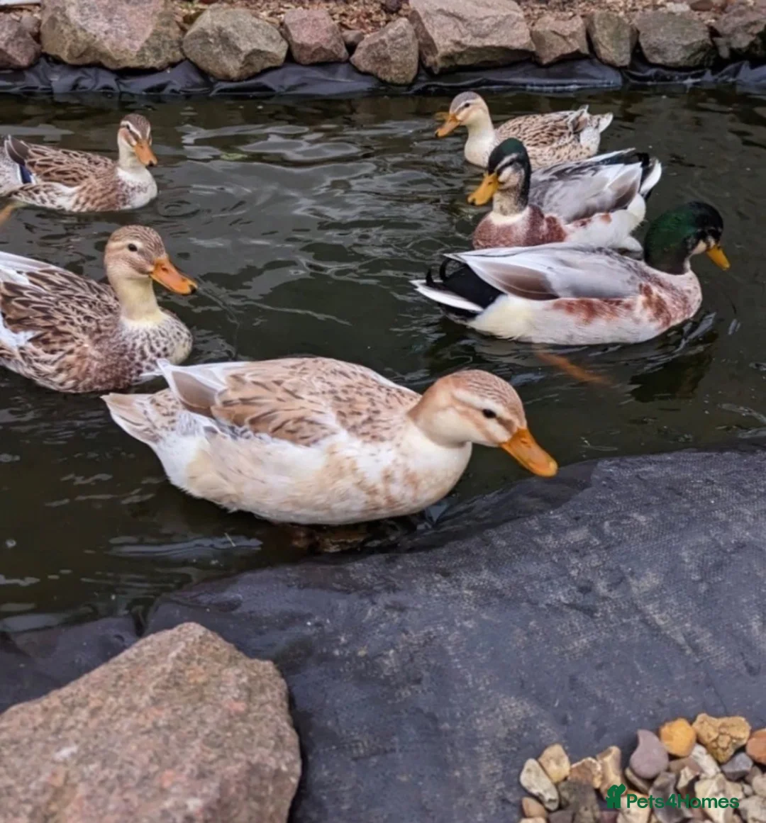 Ducks poultry for sale: Miniature Silver Appleyard Ducklings unsexed in Chichester - Advert 3