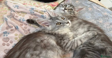 Maine Coon cats - Advert 2