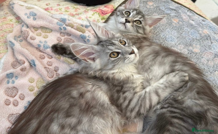Maine Coon cats - Advert 2