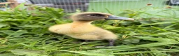 Ducks poultry for sale: 5 Indian Runner Ducklings  - Advert 8