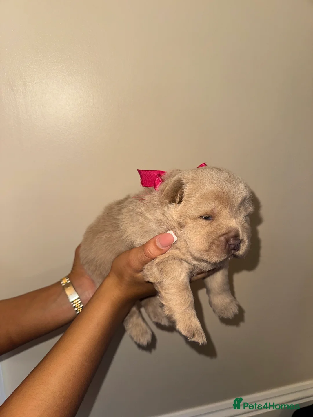 Chow Chow dogs for sale: 3 beautys left ⭐️  - Advert 30