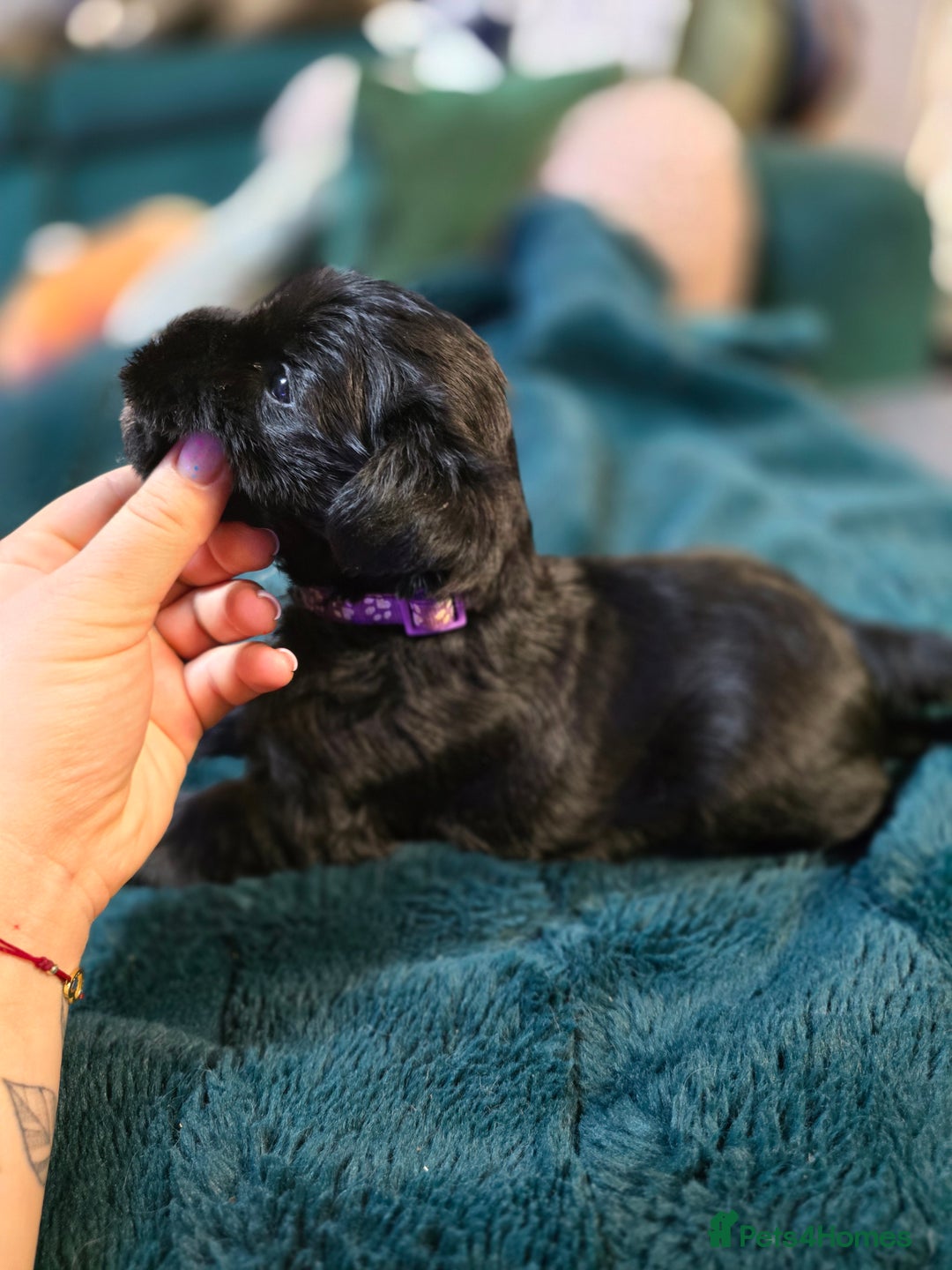 Miniature Schnauzer dogs for sale: 3 puppys left -KC - Miniature Schnauzer Puppies - Image 26