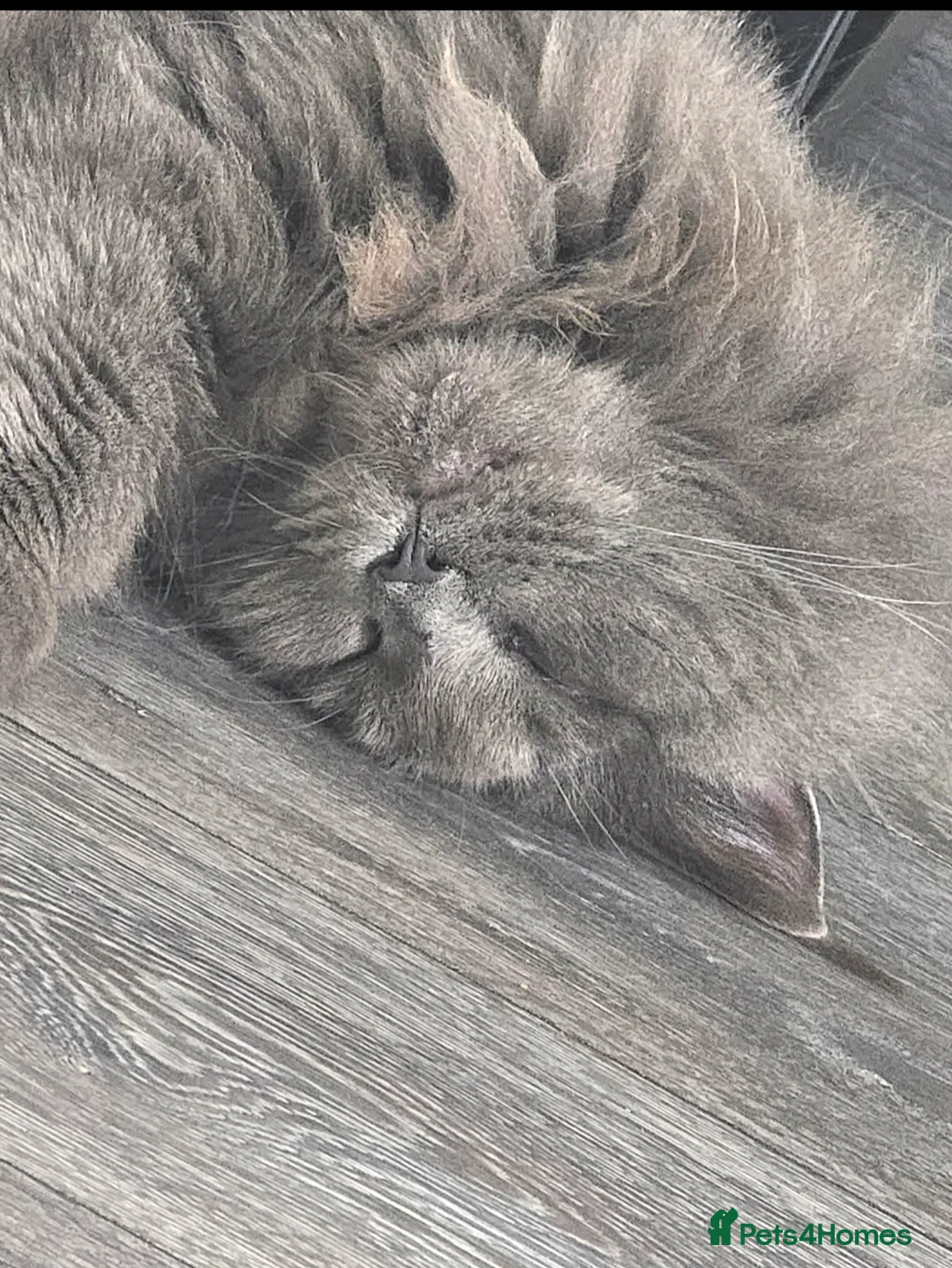 Maine Coon cats for sale: Blue female Maine coon - Advert 4