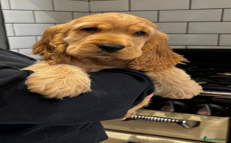 Cocker Spaniel dogs - Advert 1