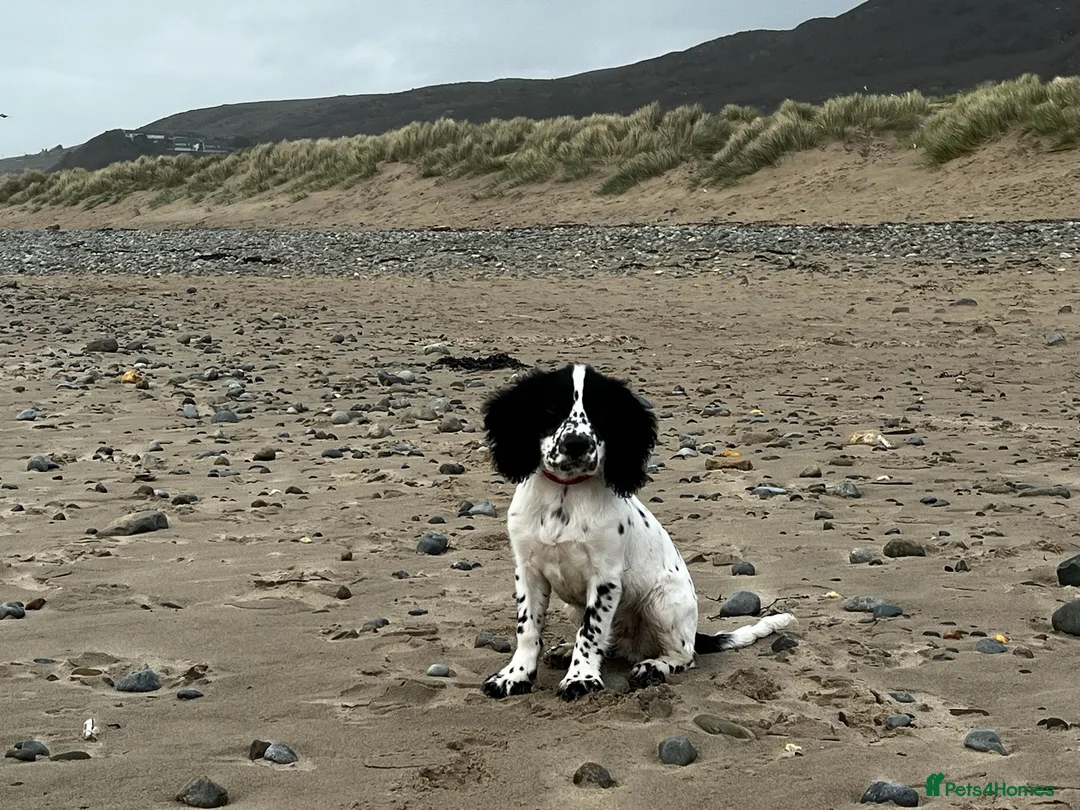 Cocker Spaniel dogs for stud: Cocker spaniel stud in Ludlow - Advert 2