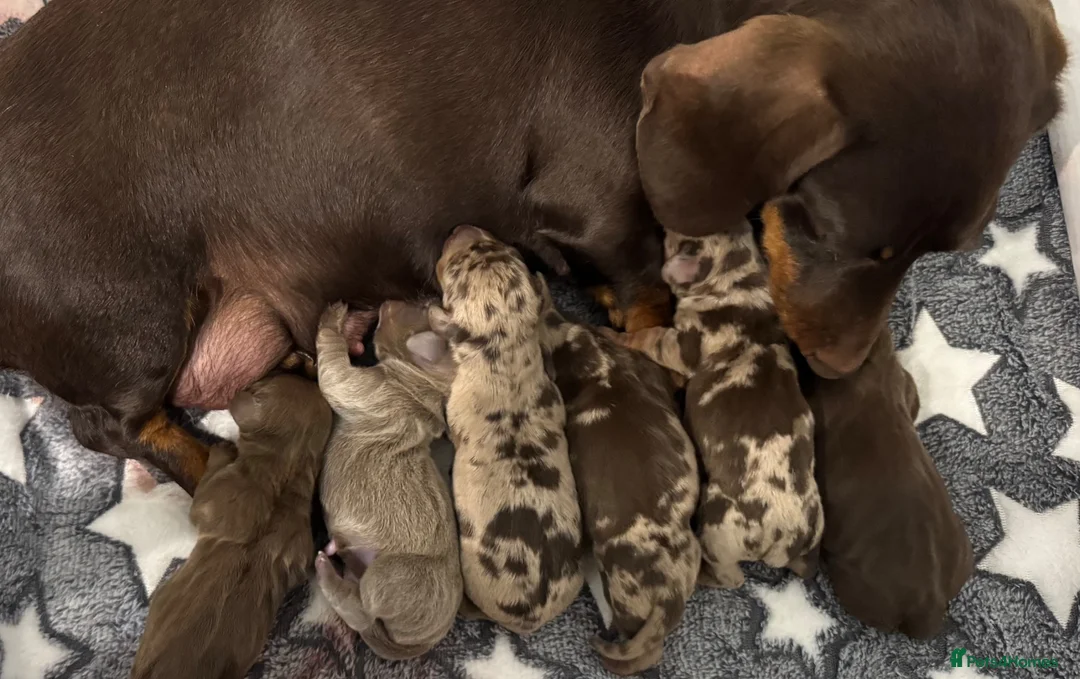 Miniature Dachshund dogs for sale: Miniature Dachshunds. PRA clear. 5 star breeder. - Advert 7