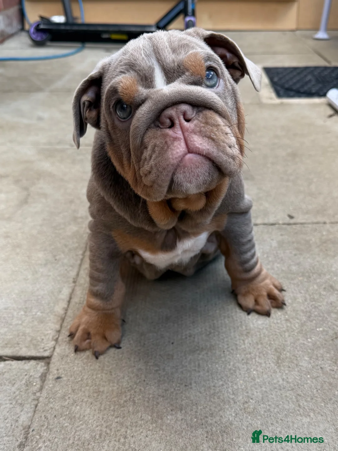 English Bulldog dogs for sale: Gorgeous KC English Bulldog Puppies🐶 - Advert 1
