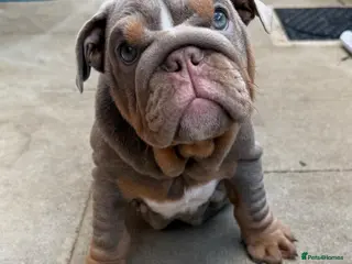 English Bulldog dogs Gorgeous KC English Bulldog Puppies🐶 - Advert 2