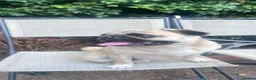 Pug dogs for stud: Eros – Handsome Fawn Pug Available for Stud - Advert 2