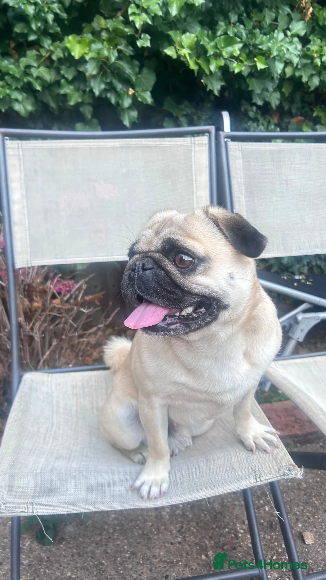 Pug dogs for stud: Eros – Handsome Fawn Pug Available for Stud - Advert 2