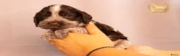 Cocker Spaniel dogs for sale: TRUE SHOW TYPE COCKER SPANIELS - Advert 5