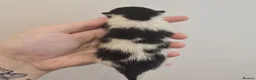 Domestic Shorthair cats for sale: Tuxedo kittens  - Advert 9