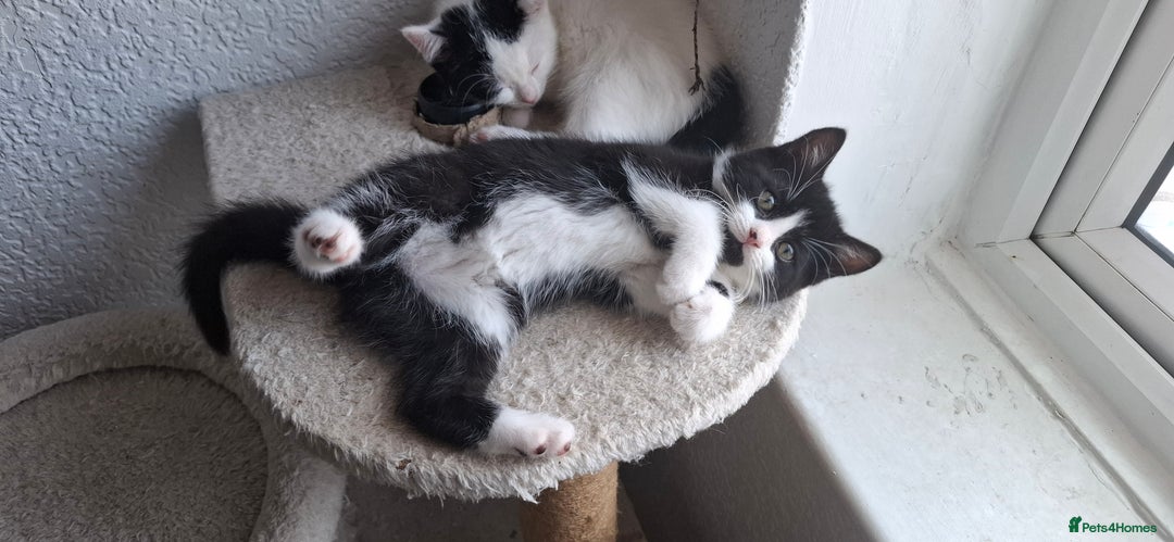 Mixed Breed cats for sale: Cute Furry Friends Ready to find new home. - Image 19
