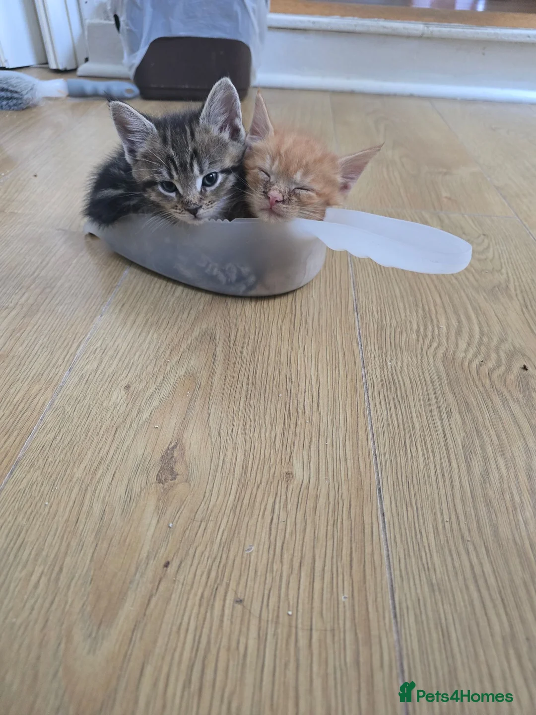 Mixed Breed cats for sale: Fluffy kittens for sale, mum is a Maine Coon in Northampton - Advert 12