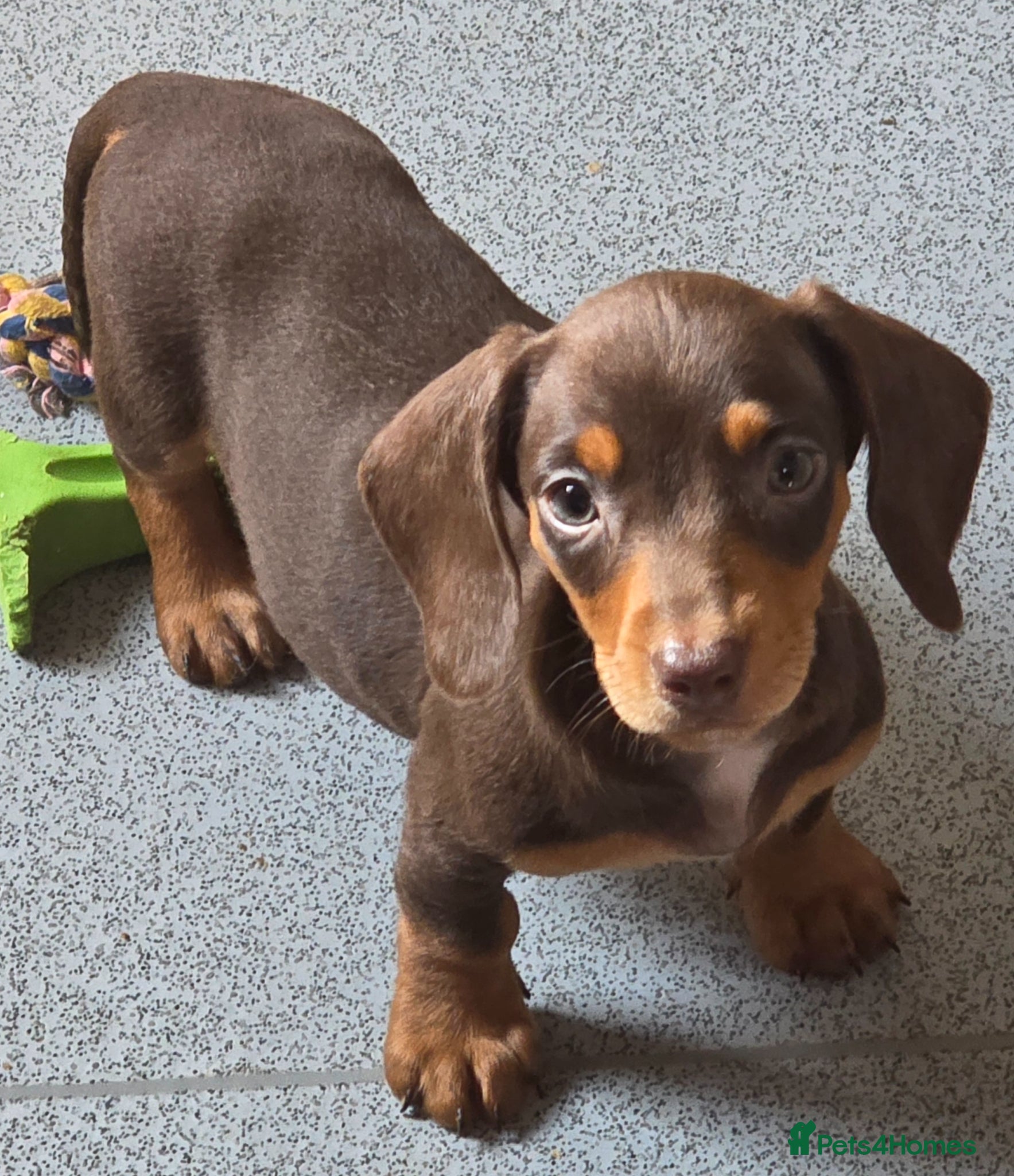 Miniature Dachshund dogs Stunning miniature dachshund puppies - Advert 8